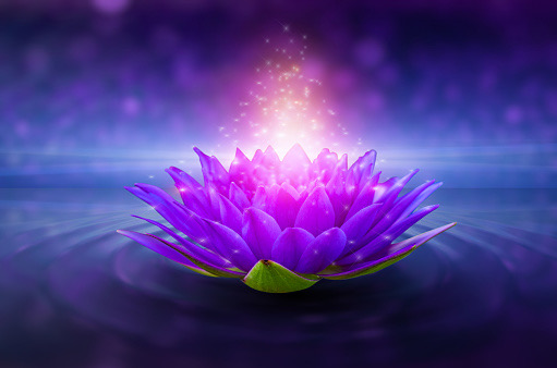 lotus Pink light purple floating light sparkle purple background